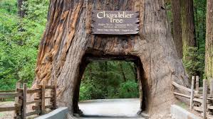 Redwood Forest Location
