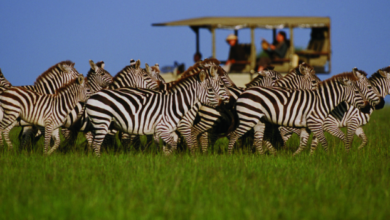 Benson Safaris Tanzania